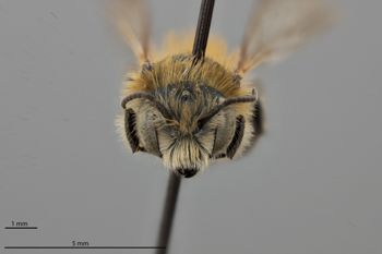 Media type: image; Entomology 795005   Aspect: head frontal view